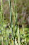 Water cowbane